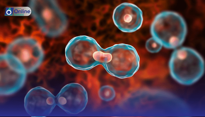 Lesson 06: Comparing Cell Division: Mitosis in Plant vs. Animal Cells